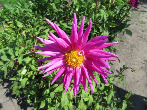 dahlia pink flower petal