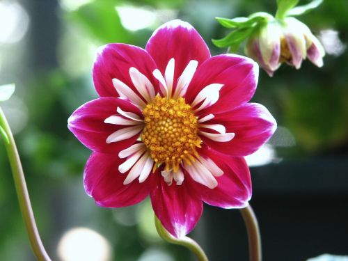 dahlia flower blossom