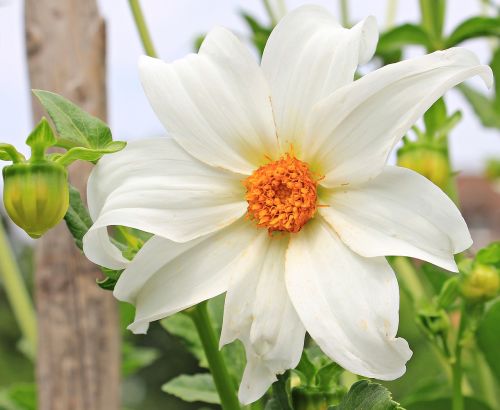 dahlia flower blossom