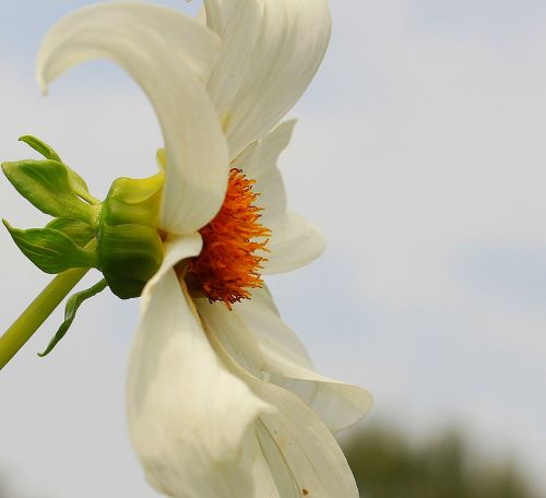 dahlia flower blossom