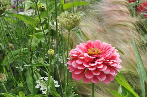 dahlia bed flowers