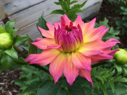 dahlia just peachy pink and yellow