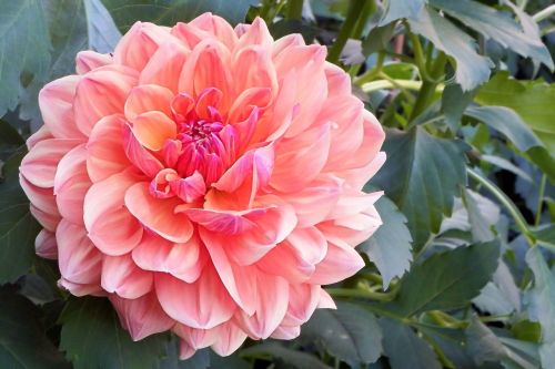 dahlia blossom bloom