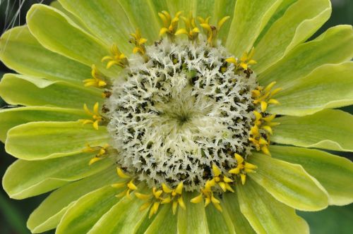 dahlia flower flora