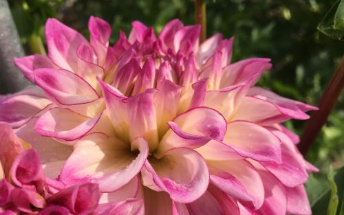 dahlia orion closeup