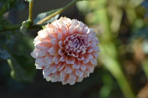 dahlia flower blossom