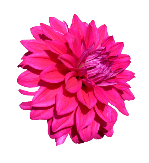 dahlia isolated pink