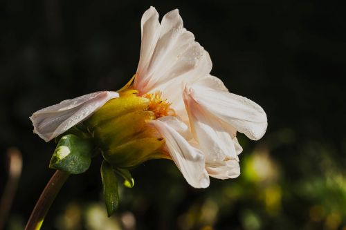 dahlia bright flower blossom