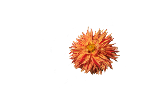 dahlia flower blossom