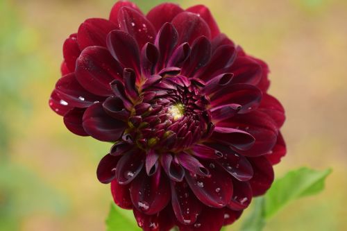 dahlia blossom bloom