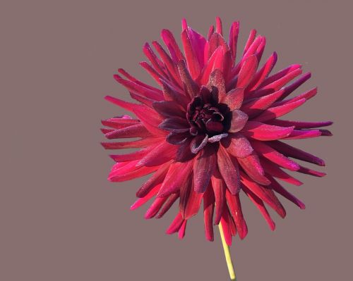 dahlia red cactus summer night