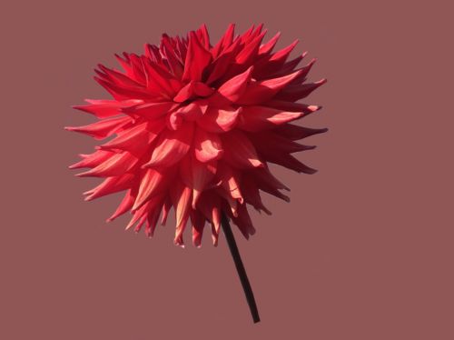 dahlia red flower
