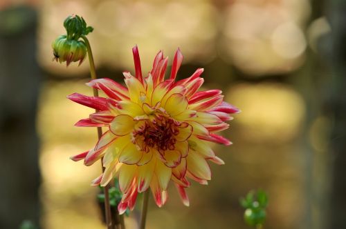 dahlia flower plant