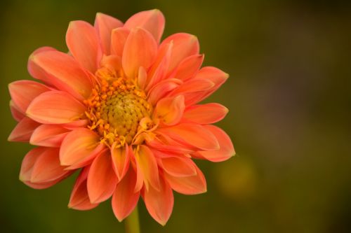 dahlia bud flower