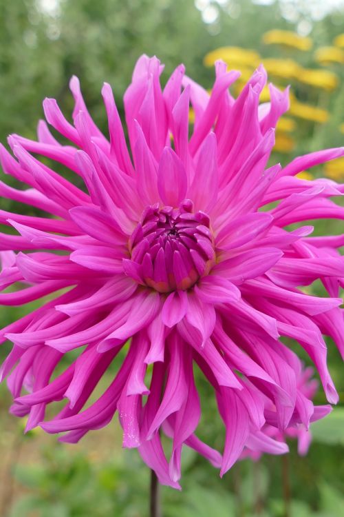 dahlia plant blossom