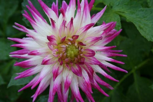 dahlia flower plant