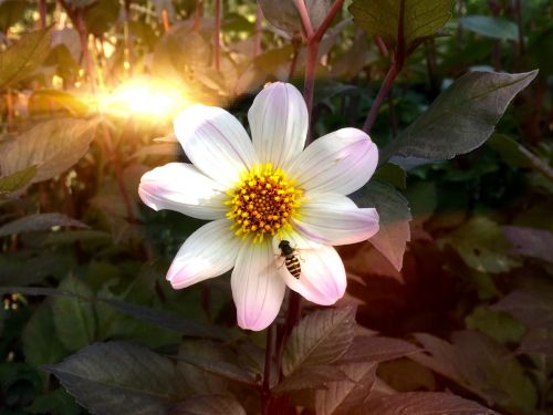 dahlia bee flower