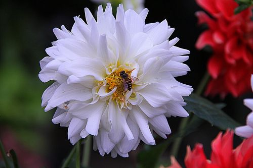 dahlia floral plants