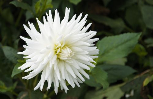 dahlia white flower