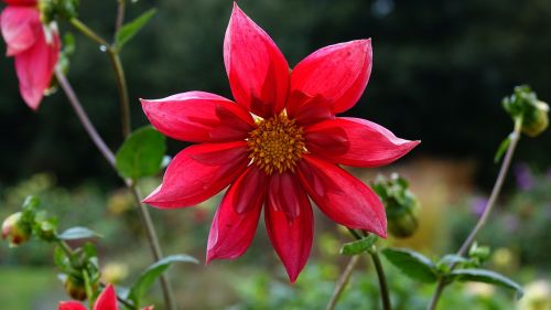 dahlia autumn flower autumn