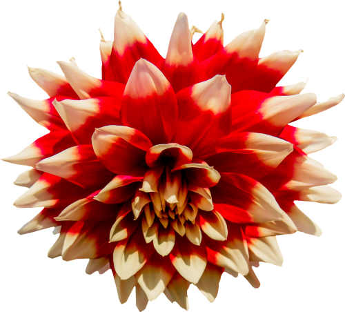 dahlia flower orange