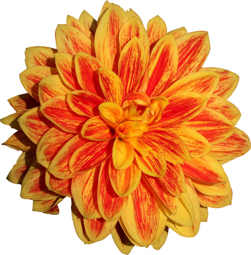 dahlia flower orange