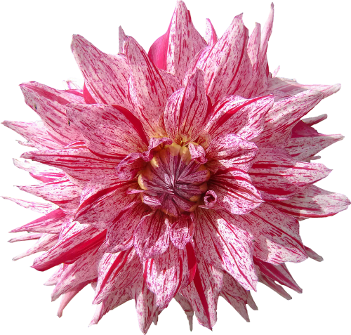 dahlia flower red