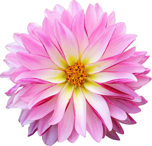 dahlia flower pink