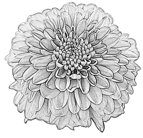 dahlia drawing blossom