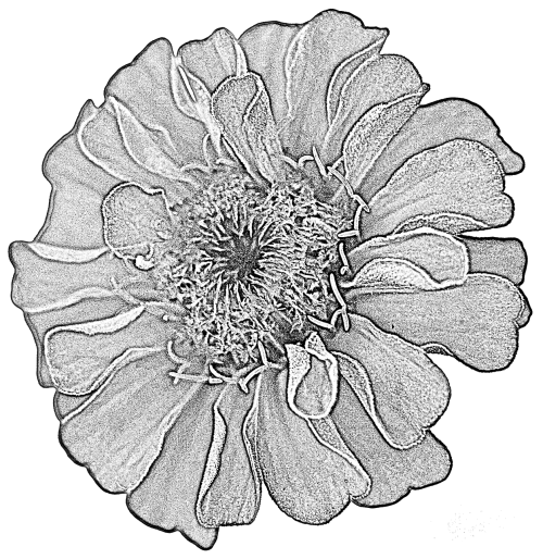 dahlia drawing flower