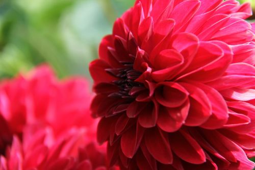 dahlia red pink