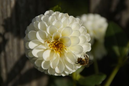 dahlia blossom bloom