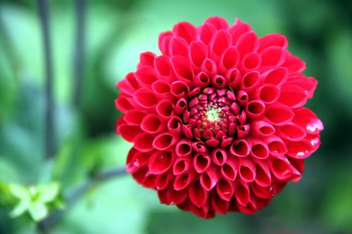 dahlia flower plant