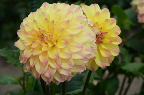 dahlia bloom nature