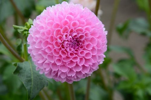 dahlia bloom nature