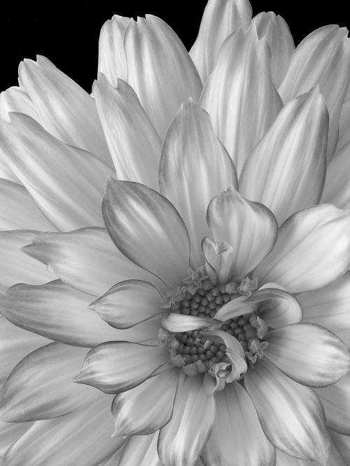 dahlia flower black and white