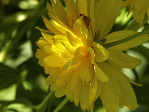 dahlia yellow bloom