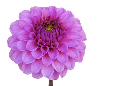 dahlia pink flower garden