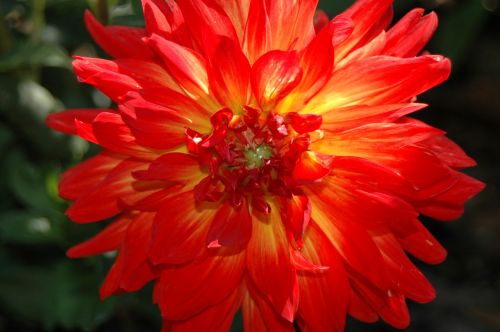 dahlia red flower floral