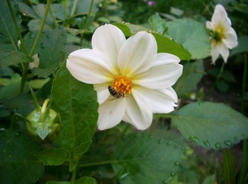 dahlia white bee