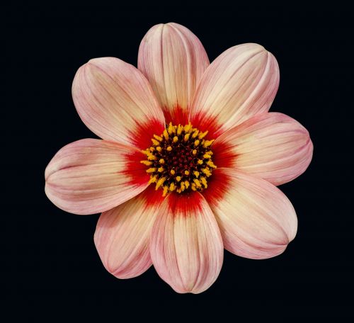 dahlia flower floral