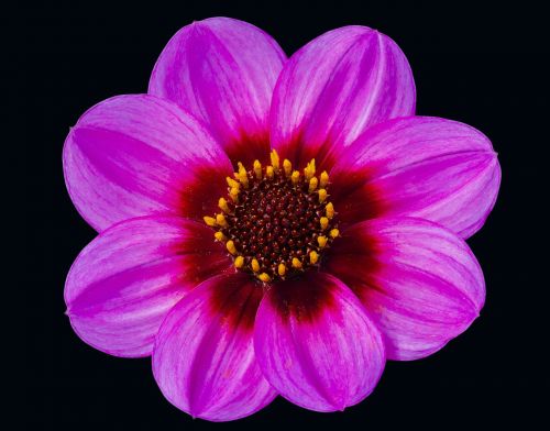 dahlia pink floral