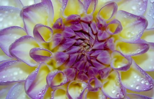 dahlia flower lilac