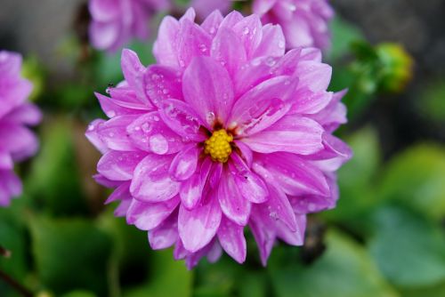 dahlia flower pink