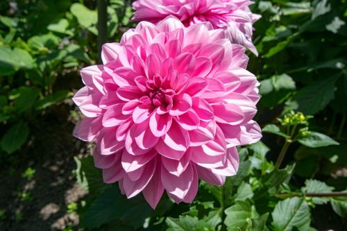 dahlia flowers pink