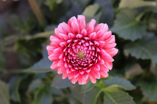 dahlia flower blossom