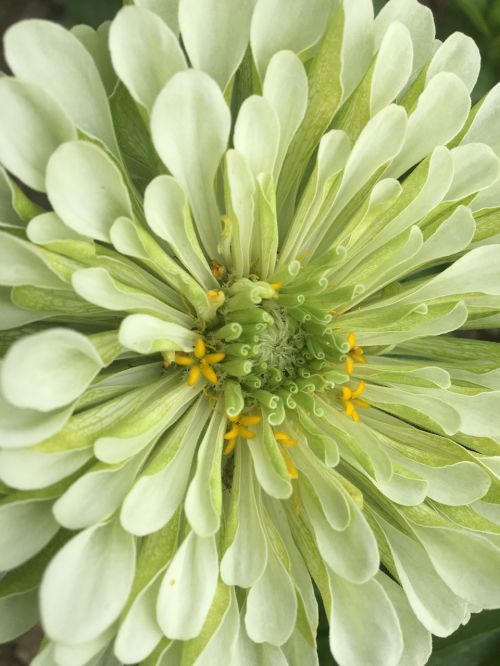 dahlia flower green
