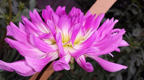 dahlia flower purple