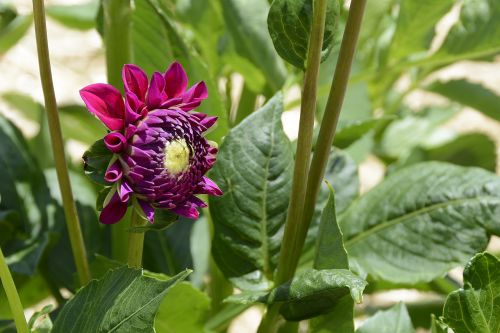 dahlia flower blossom