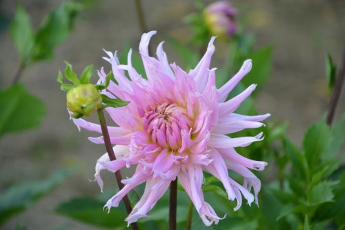 dahlia flowers beautiful